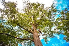  Verdigris, OK Tree Services Pros