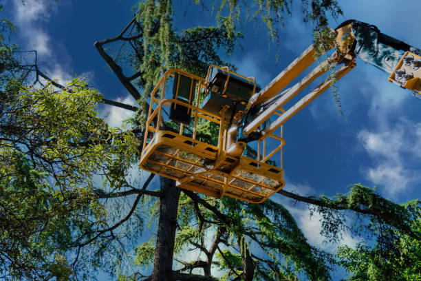 Reliable Verdigris, OK Tree Services Solutions
