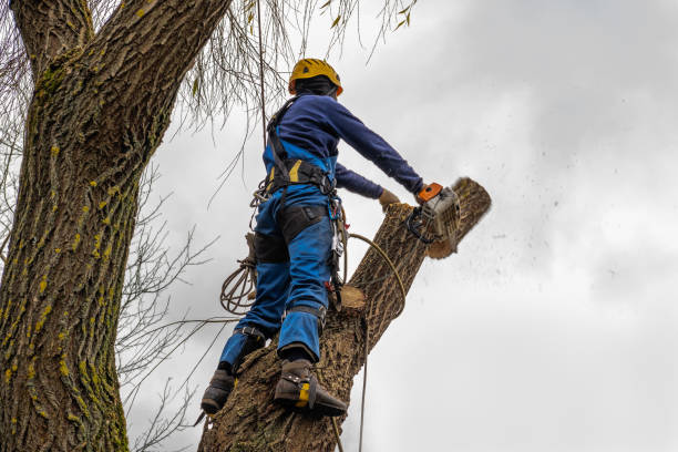 Best Emergency Tree Removal  in Verdigris, OK