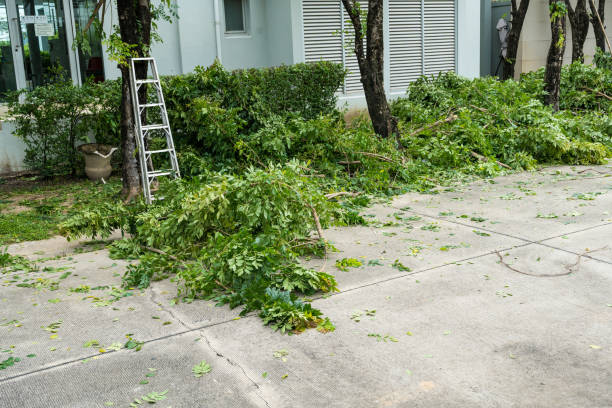 Best Tree Maintenance Programs  in Verdigris, OK