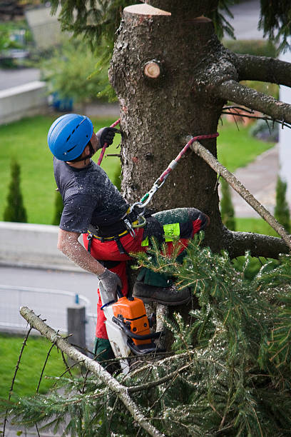 Best Tree Removal  in Verdigris, OK