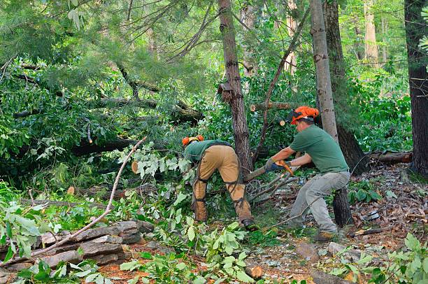 Best Stump Grinding and Removal  in Verdigris, OK