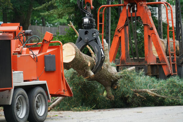 Best Tree and Shrub Care  in Verdigris, OK
