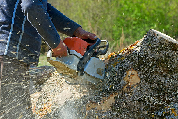Best Leaf Removal  in Verdigris, OK